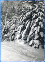 Rauschen Kr. Samland, Kreis Samland Rauschen Kr. Samland, Winter im Wald bei Rauschen 
