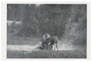  Kurische Nehrung, Zwei junge Elche, ein Sechsender und ein Gabler VI Elche