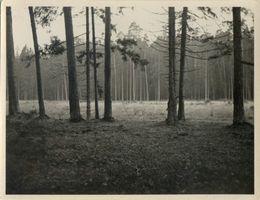  Königsberg, (Kreis) Kaporner Heide VI Кёнигсберг, (уезд) Капорнер-Хайде, VI