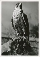 Ortelsburg, Stadt, Kreis Ortelsburg Ortelsburg, Falkenhof, Beizfalke II 