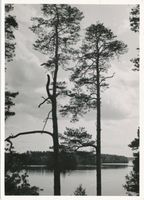  Niedersee (See), Kiefern am Niedersee Masuren, Niedersee