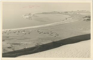  Kurische Nehrung, Kuhherde im Tal des Schweigens V Kurische Nehrung, Dünen