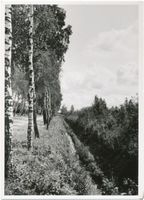  Tilsiter Niederung, Birkenweg im Frühling 