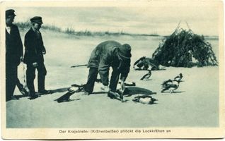  Kurische Nehrung, Der Krajebieter pflockt die Lockkrähen an I 