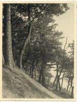 Sandkrug Stadtkr. Memel, Stadtkreis Memel Sandkrug Stadtkr. Memel ??, Waldlandschaft 