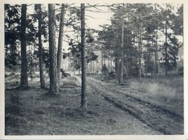  Königsberg, (Kreis) Kaporner Heide V 