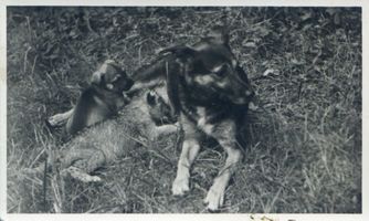 Königsberg (Pr.), Stadtkreis Königsberg Hufenallee Königsberg (Pr.), Tiergarten, Junger Löwe wird von Hund gesäugt Königsberg, Tiergarten