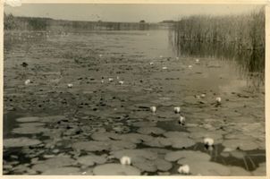 Kirsaiten, Kreis Angerburg Kirsaiten, See bei der Insel III Кирсайтен, озеро у острова, III
