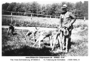 Pait, Kreis Elchniederung 