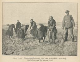  Kurische Nehrung, Sandgraspflanzung Куршская коса, посадка песчаной травы
