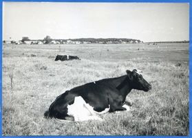 Peyse, Kreis Samland Peyse, Haffwiese am Königsberger Seekanal 