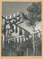 Sarkau, Kreis Samland Sarkau, Dorsche Kurische Nehrung, Fischerei