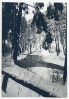 Allenstein, Stadtkreis Allenstein Allenstein, Stadtwald, Alle im Winter Алленштайн, городской лес, Алле зимой