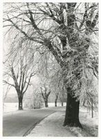  Ostpreußen, Winterliche Straße zwischen Neidenburg und Ortelsburg Восточная Пруссия, зимняя дорога между Найденбургом и Ортельсбургом