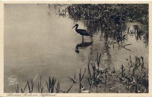  Kurische Nehrung, Schwarzer Storch am Haffstrand 