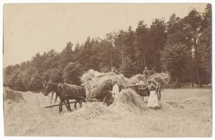 Palmnicken, Kreis Samland Palmnicken, Ernte Пальмниккен, уборка урожая