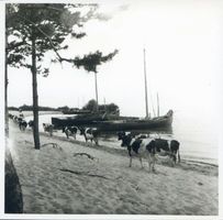 Nidden, Kreis Memel Nidden, Fischerboote und Kuhherde am Haff Нидден, рыбацкие лодки и коровье стадо у залива