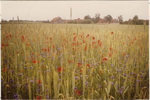 Birkenwalde Kr. Lyck, Ort, Kreis Lyck 