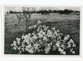 Rossitten Kr. Samland, Kreis Samland Rossitten Kr. Samland, Stranddistel Росситтен, р-н Самбия, морской чертополох