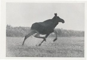  Kurische Nehrung, Elin auf der Flucht Куршская коса, лосиха в бегстве