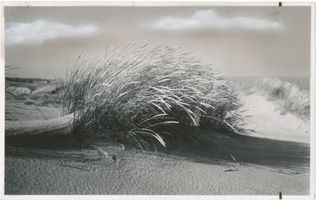  Kurische Nehrung, Strandhafer Куршская коса, песчаный овёс