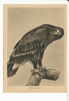 Rossitten Kr. Samland, Kreis Samland Rossitten Kr. Samland, Vogelwarte, Schreiadler 