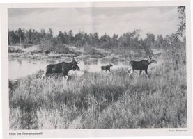  Kurische Nehrung, Elche im Nehrungswald Elche