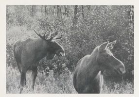  Kurische Nehrung, Sichernder Elchhirsch mit Tier in der Brunft Куршская коса, настороженный лось-самец с лосихой в период гона