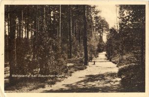 Rauschen Kr. Samland, Kreis Samland Rauschen Kr. Samland, Waldpartie bei Rauschen-Ost 