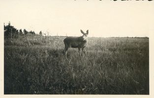 Kurrenberg, Kreis Elchniederung Matzgirren,  Elkus  - junger Elch II Elche