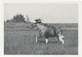  Kurische Nehrung, Flüchtender Elch Elche