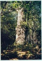 Großastrau, Kreis Gerdauen 