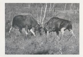  Kurische Nehrung, Zwei Stangenelche kämpfen erbittert um eine Elin Куршская коса, два лося-канделябра яростно сражаются за лосиху