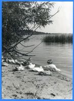Nidden, Kreis Memel Nidden, Enten am Haff Nidden, Landschaft - Ostsee - Umgebung