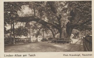 Rauschen Kr. Samland, Kreis Samland Rauschen Kr. Samland, Lindenallee am Mühlenteich II 