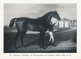 Tolksdorf Kr. Rastenburg, Kreis Rastenburg Tolksdorf Kr. Rastenburg, Vollblüter im Hintergrund das Gutshaus 