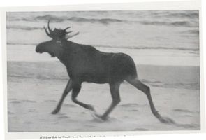  Kurische Nehrung, Elch  Elk  der Schaufler XI Elche