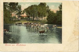 Trakehnen, Kreis Ebenrode Trakehnen, Kühe im Teich 