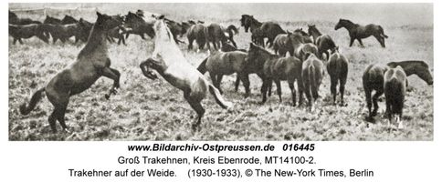 Groß Trakehnen, Kreis Ebenrode 