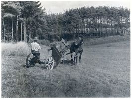  Kurische Nehrung, Ernte Куршская коса, жатва