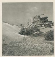  Kurische Nehrung, Vordüne an der Seeseite Kurische Nehrung, Dünen