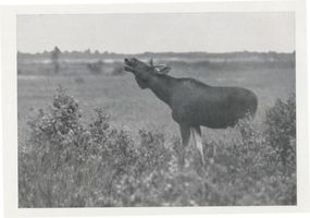  Kurische Nehrung, Flämender Stangenelch Elche