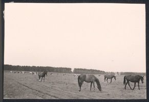 Landkeim Kr.Samland, Kreis Samland Landkeim Kr. Samland, Zweijährige Stuten auf der Weide 