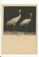 Rossitten Kr. Samland, Kreis Samland Rossitten Kr. Samland, Vogelwarte, Kranich 