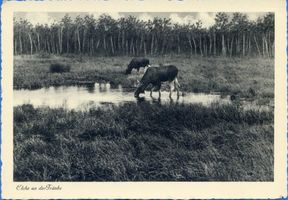  Kurische Nehrung, Elche an der Tränke Elche