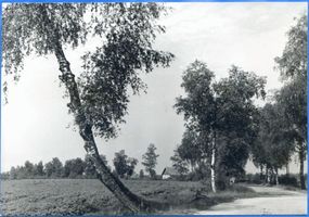 Friedrichsrode (Ostpr.), Kreis Labiau Friedrichsrode, Straße vor Friedrichsrode 