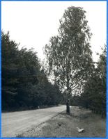 Kleinort Kr. Sensburg, Kreis Sensburg Kleinort Kr. Sensburg, Waldweg 