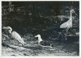 Rossitten Kr. Samland, Kreis Samland Rossitten Kr. Samland, Vogelwarte, Reiher, Möve, weißer Storch Росситтен, уезд Самбия, орнитологическая станция, цапли, чайки, белый аист