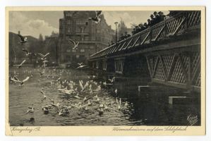 Königsberg (Pr.), Stadtkreis Königsberg Königsberg (Pr.), Möwenschwärme auf dem Schloßteich Königsberg, Schloßteichbrücke