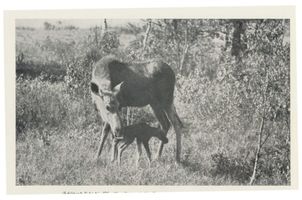  Memelgebiet, Elche, Elin mit Kalb Elche
